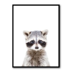 Baby Racoon