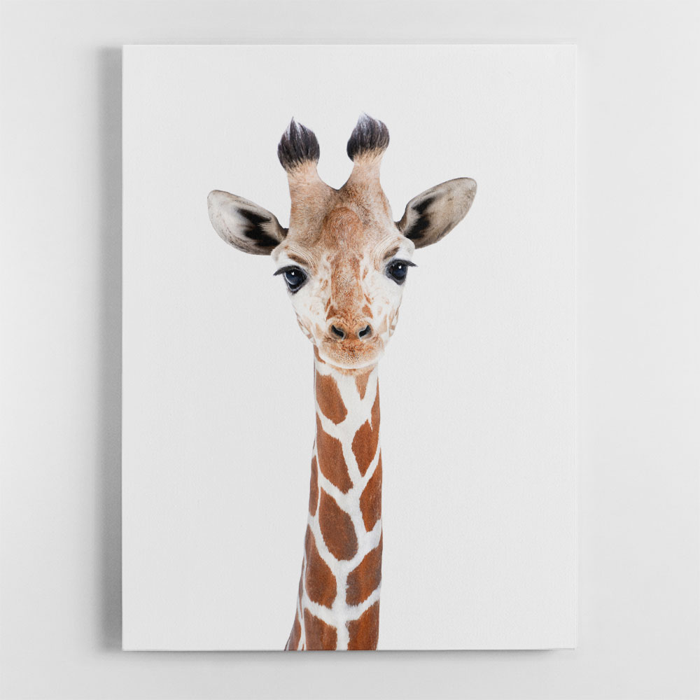 Baby Giraffe