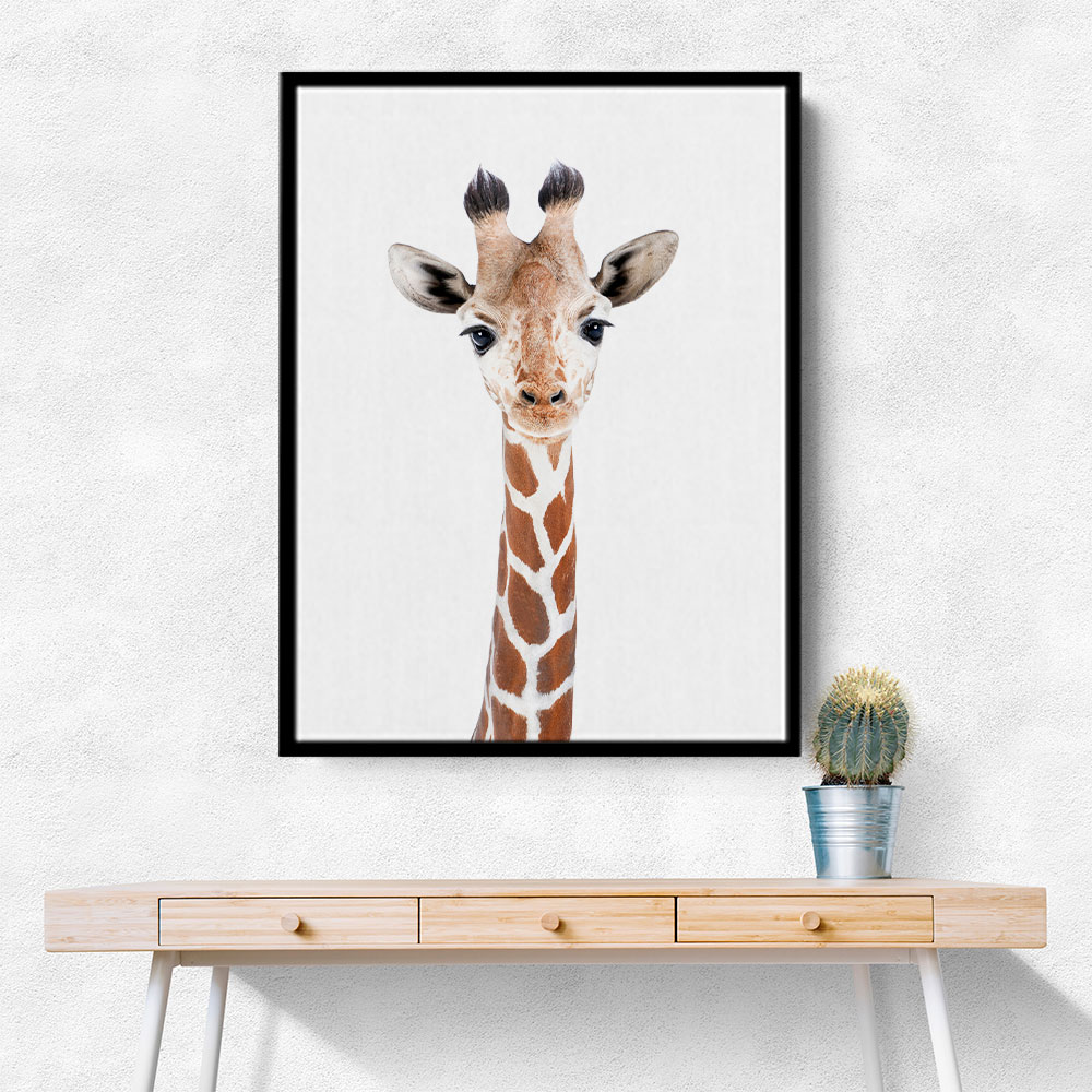 Baby Giraffe