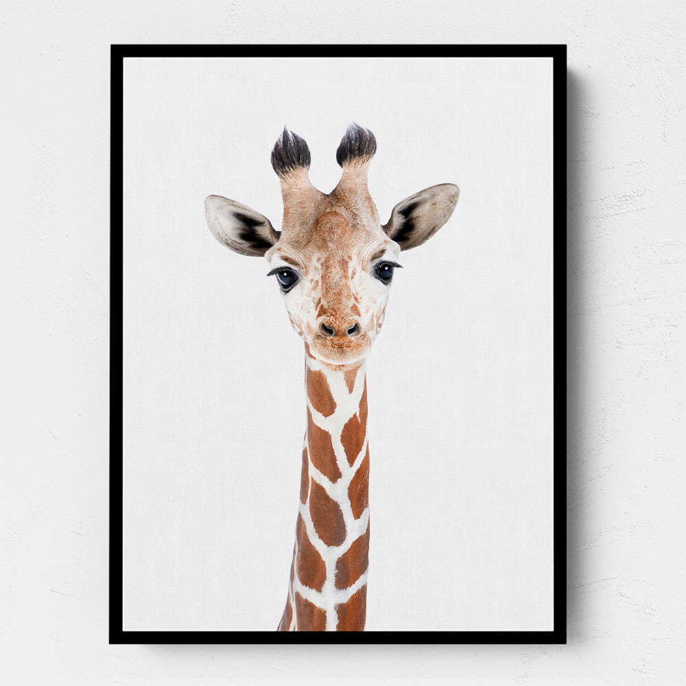 Baby Giraffe