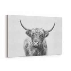 Highland Bull