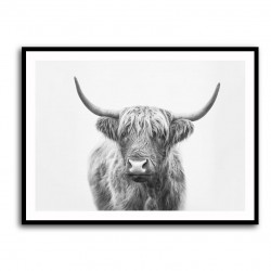 Highland Bull