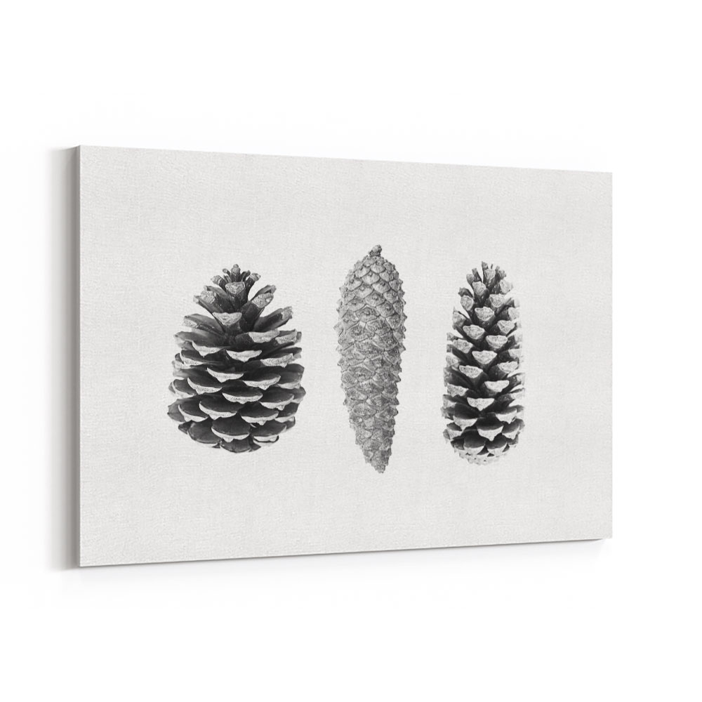 Pine Cone Study