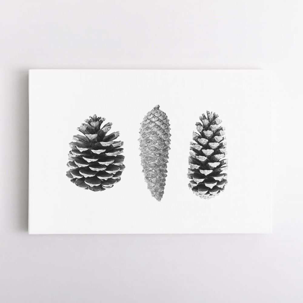 Pine Cone Study