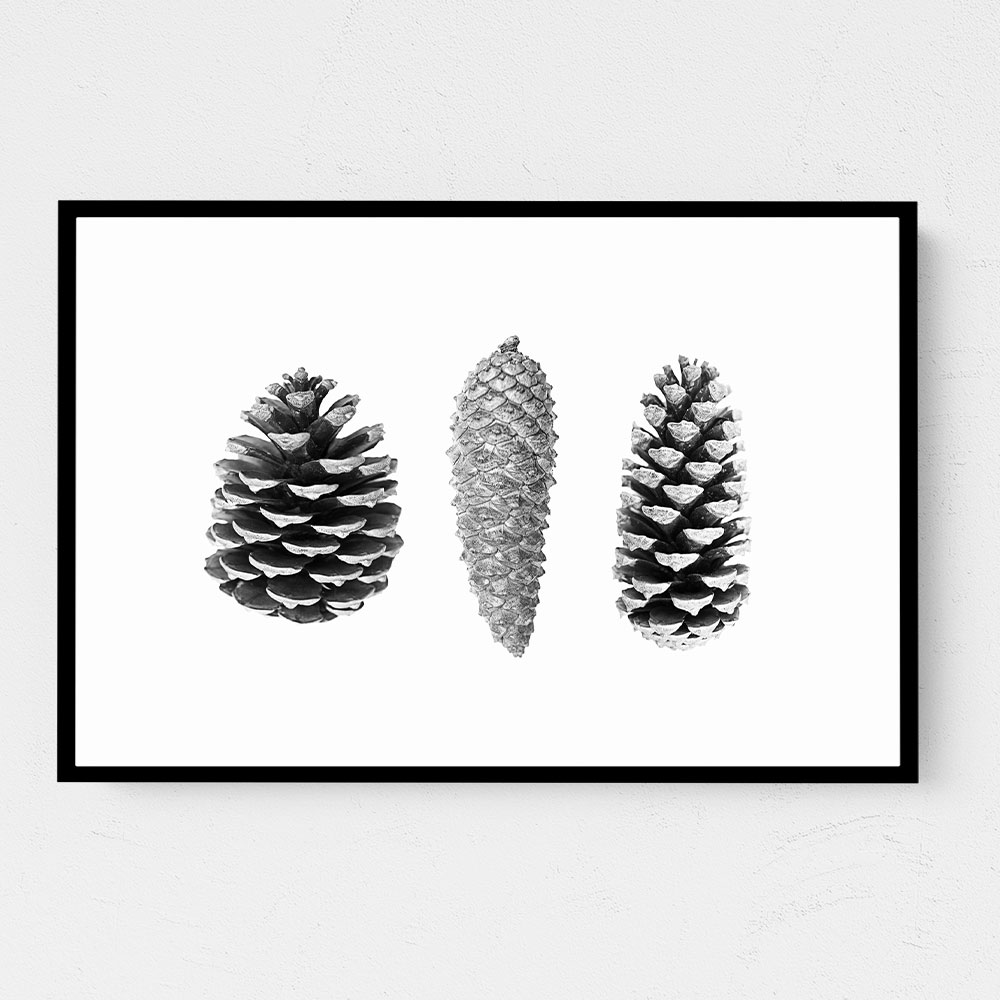 Pine Cone Study