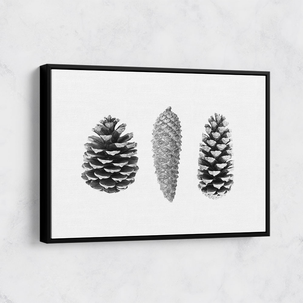 Pine Cone Study