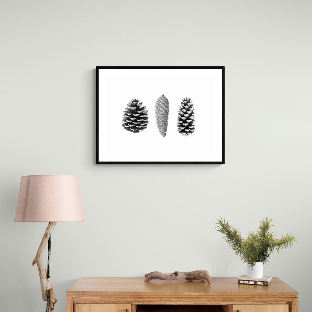 Pine Cone Study