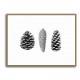 Pine Cone Study