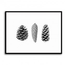 Pine Cone Study