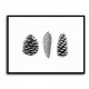 Pine Cone Study