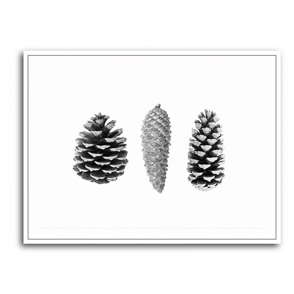 Pine Cone Study