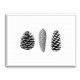 Pine Cone Study