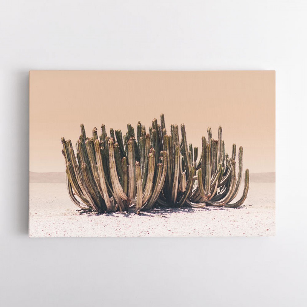 Peach Sky Cactus