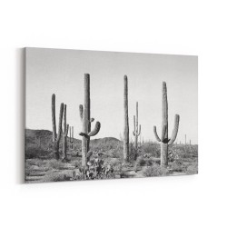 Grey Cactus Land