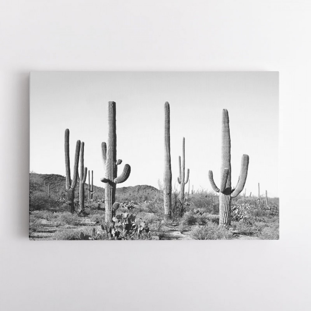 Grey Cactus Land