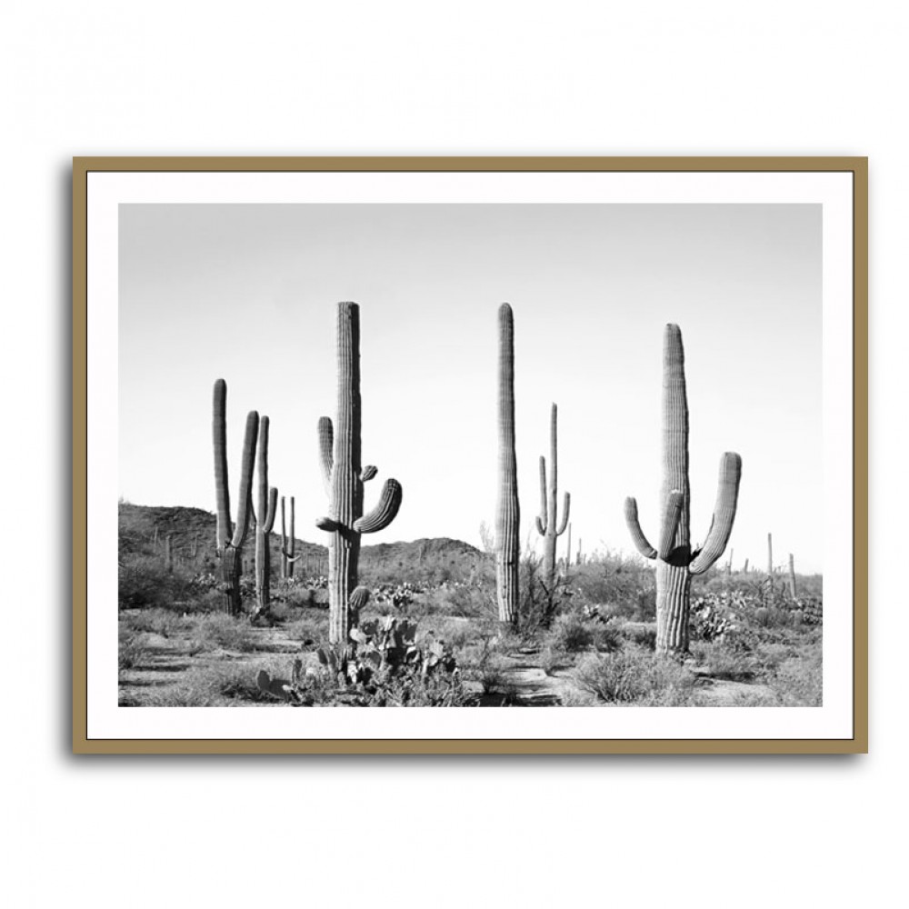 Grey Cactus Land