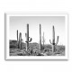 Grey Cactus Land