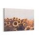 Sunflowers Sunflowers
