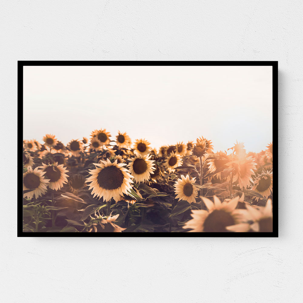 Sunflowers Sunflowers