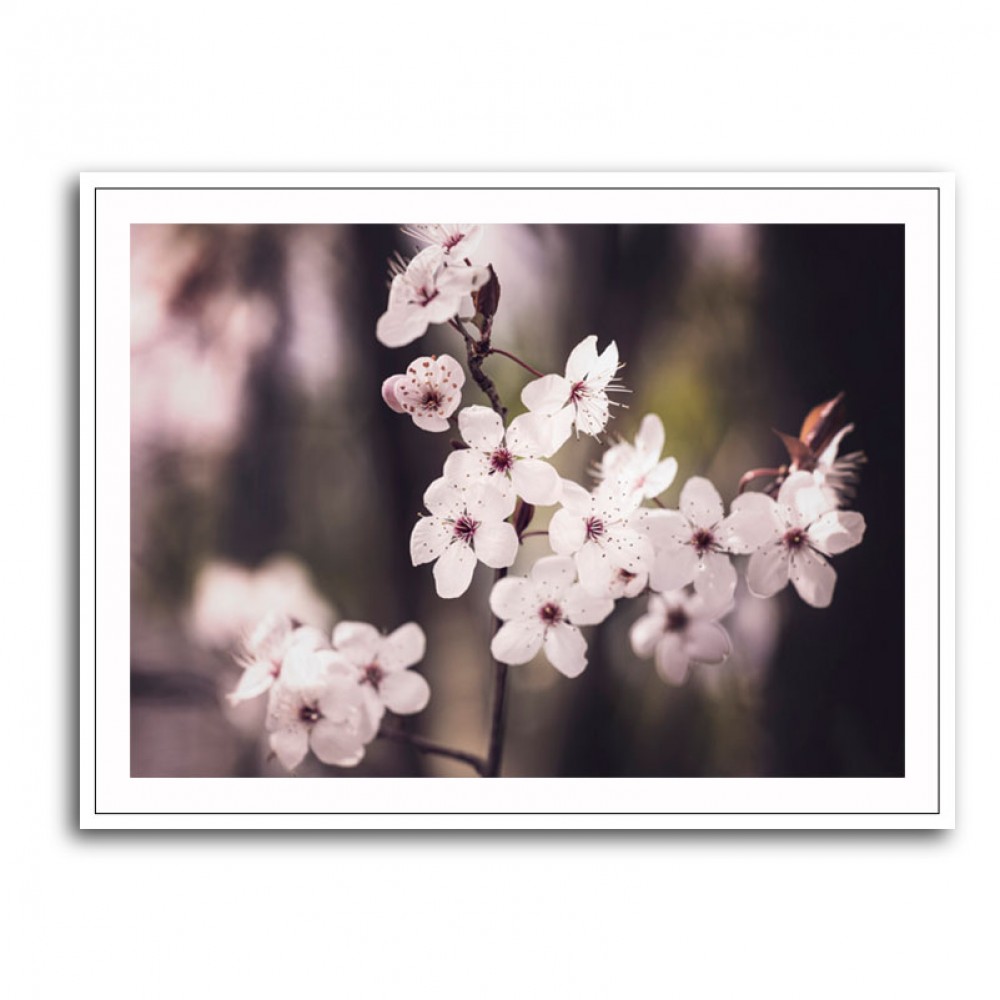 Blossoms Blossoms