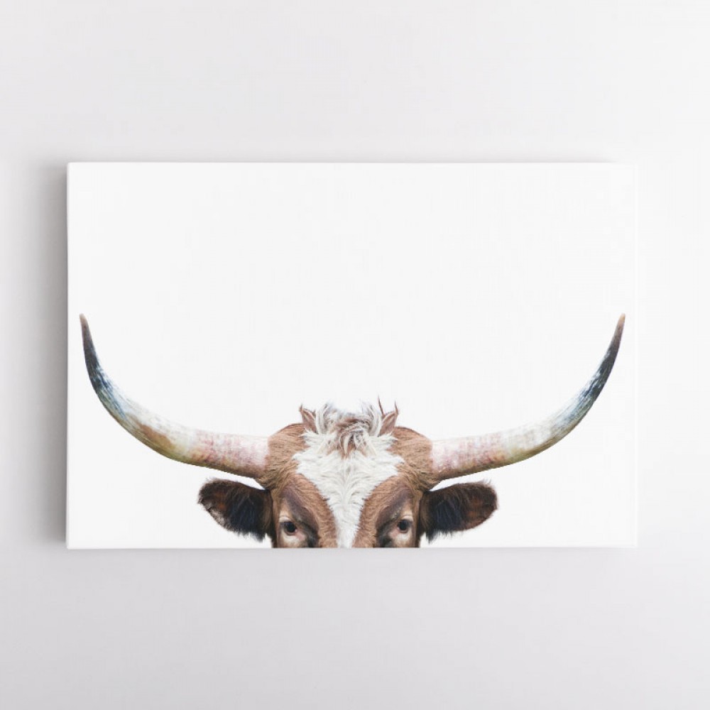 Peeking Longhorn Cow