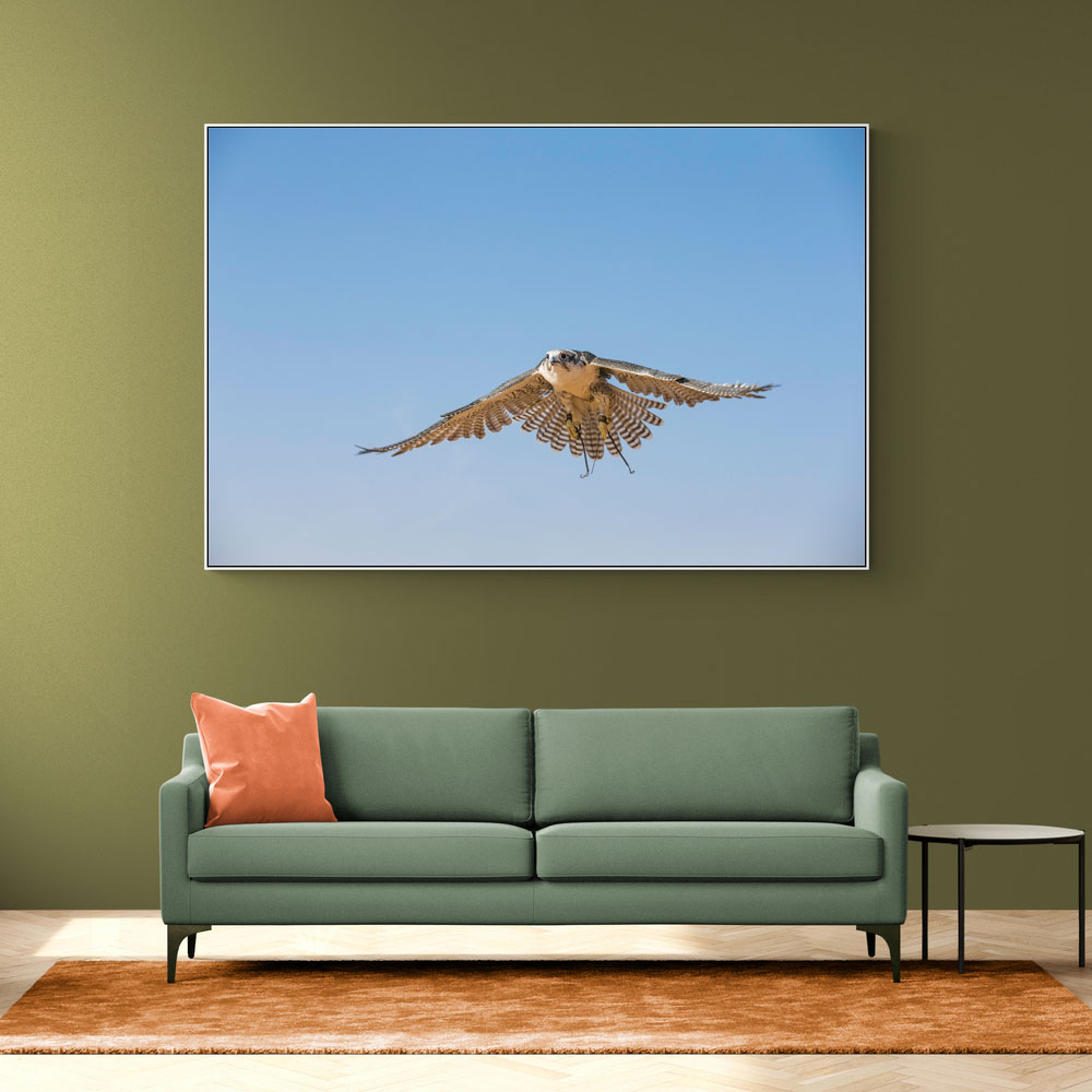 Peregrine Falcon