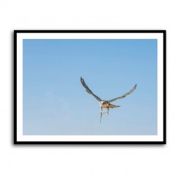 White Falcon