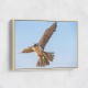 Falcon In The Sky Falcon In The Sky