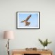 Falcon In The Sky Falcon In The Sky