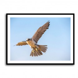 Falcon In The Sky