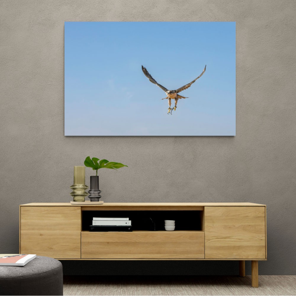 Falcon In Flight