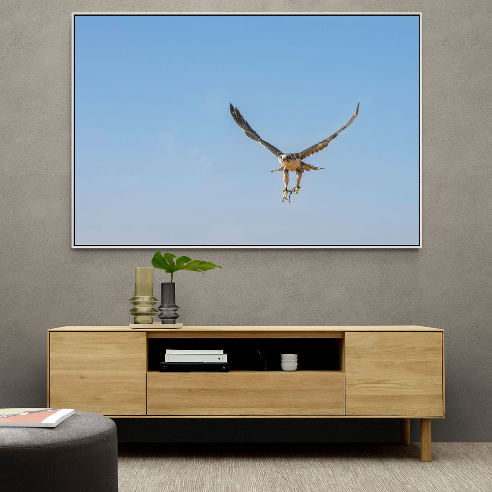 Falcon In Flight