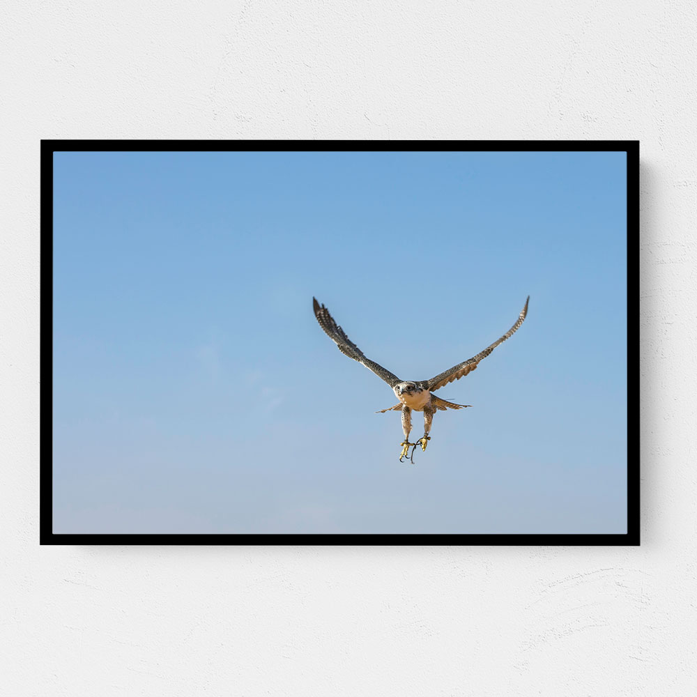 Falcon In Flight