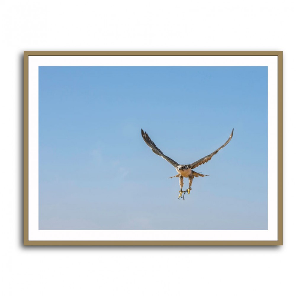 Falcon In Flight