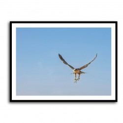 Falcon In Flight