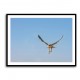 Falcon In Flight