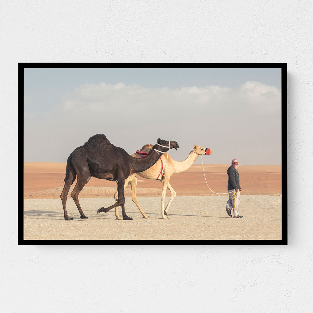 Black & White Camels