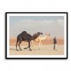 Black & White Camels