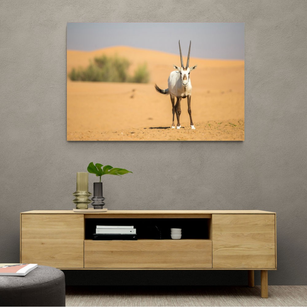 Arabian Oryx