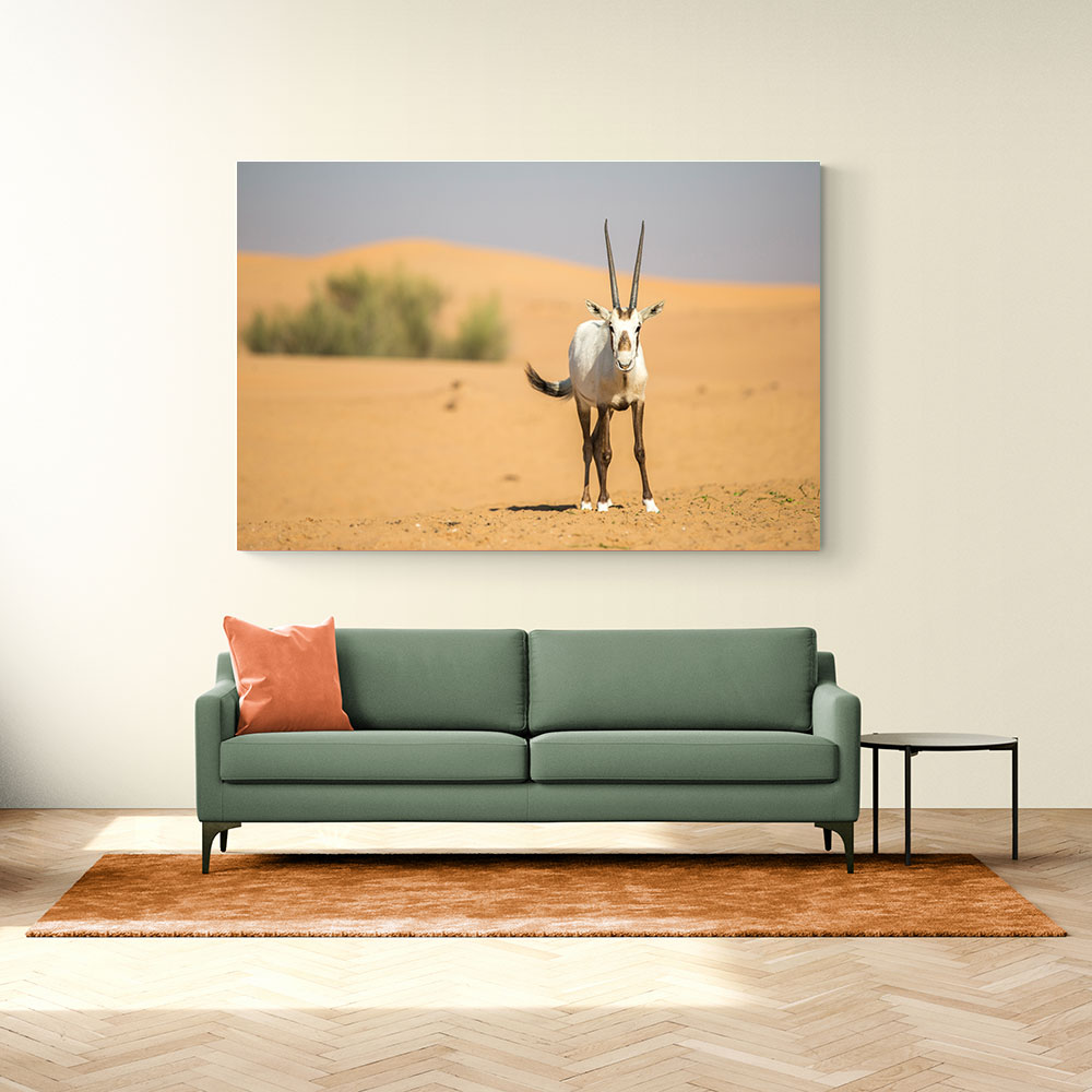 Arabian Oryx