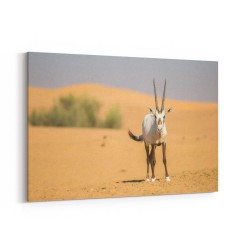 Arabian Oryx