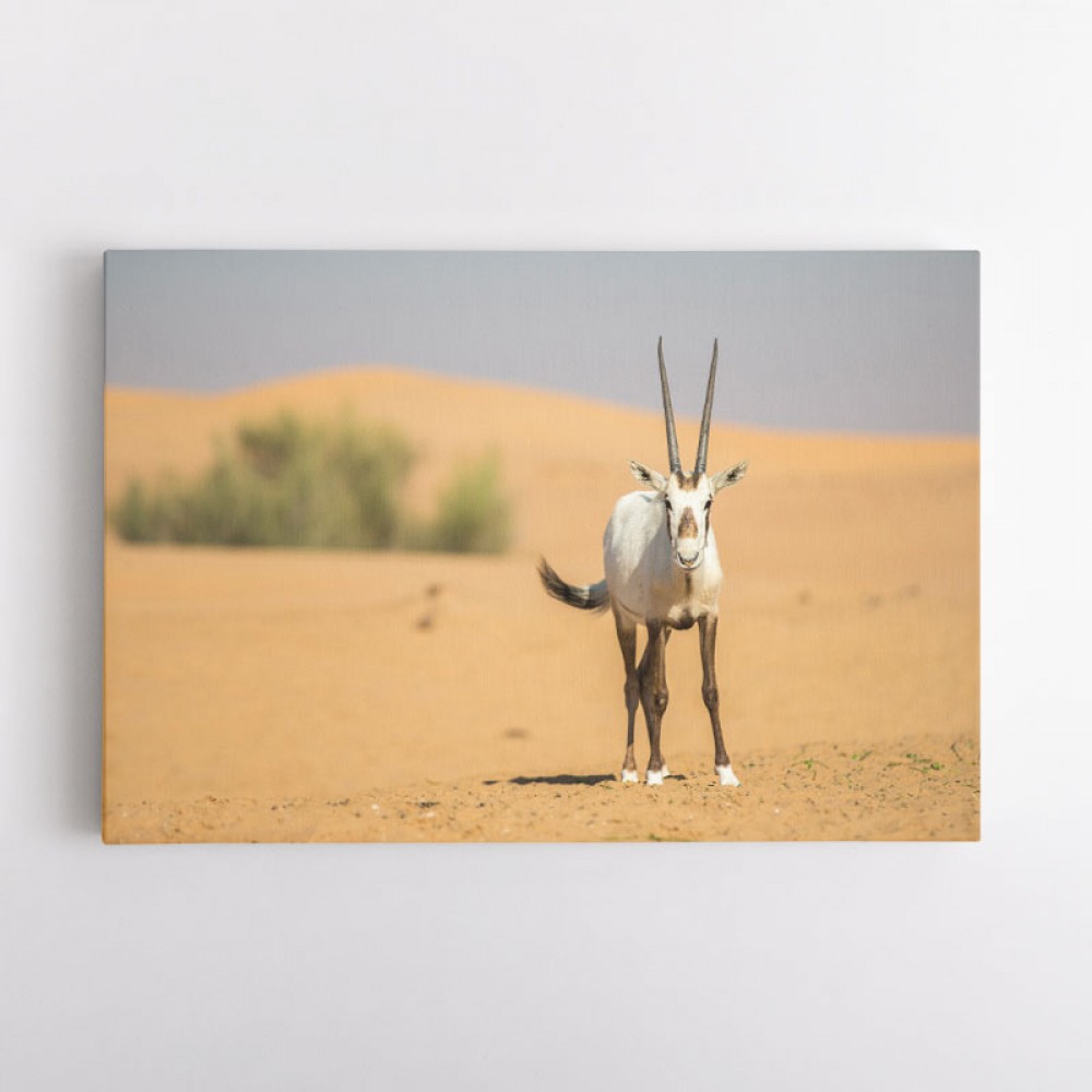 Arabian Oryx