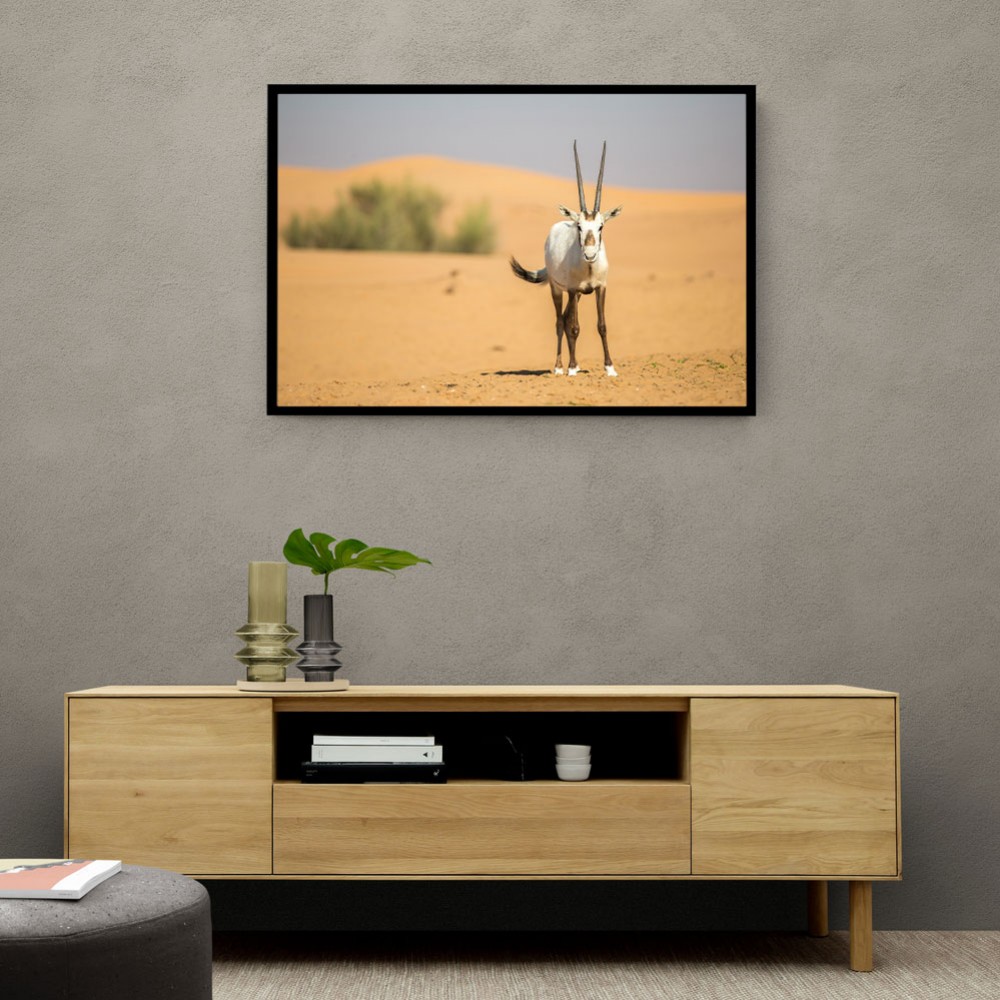 Arabian Oryx