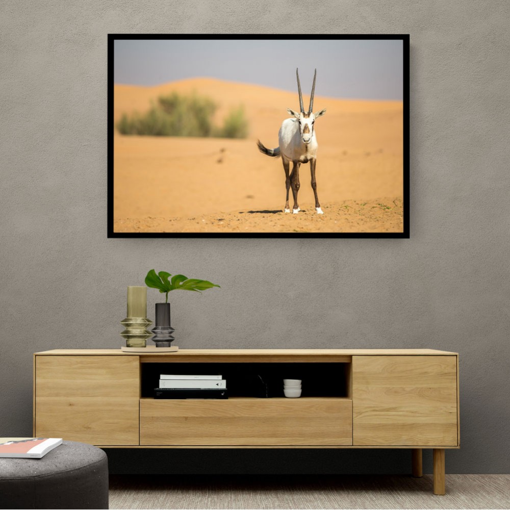 Arabian Oryx