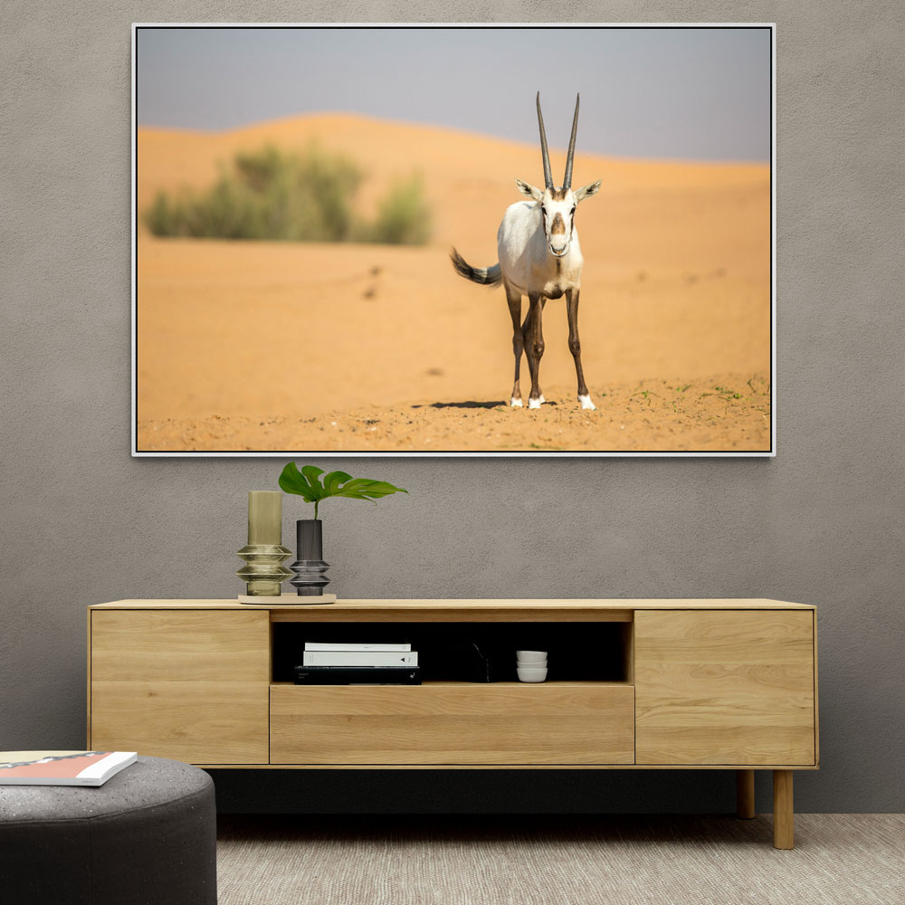 Arabian Oryx