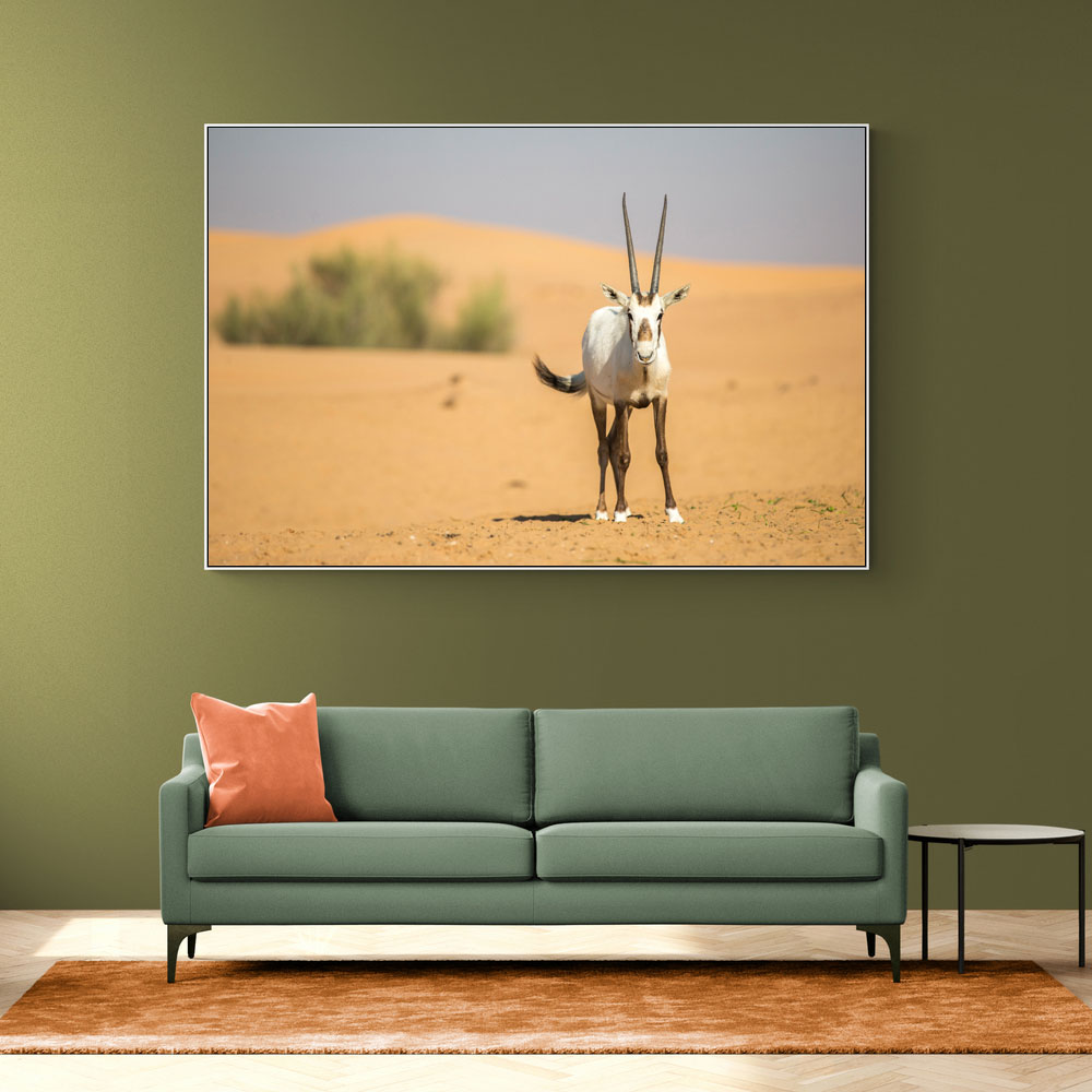 Arabian Oryx