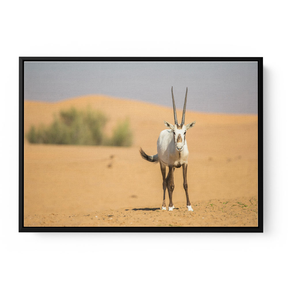 Arabian Oryx