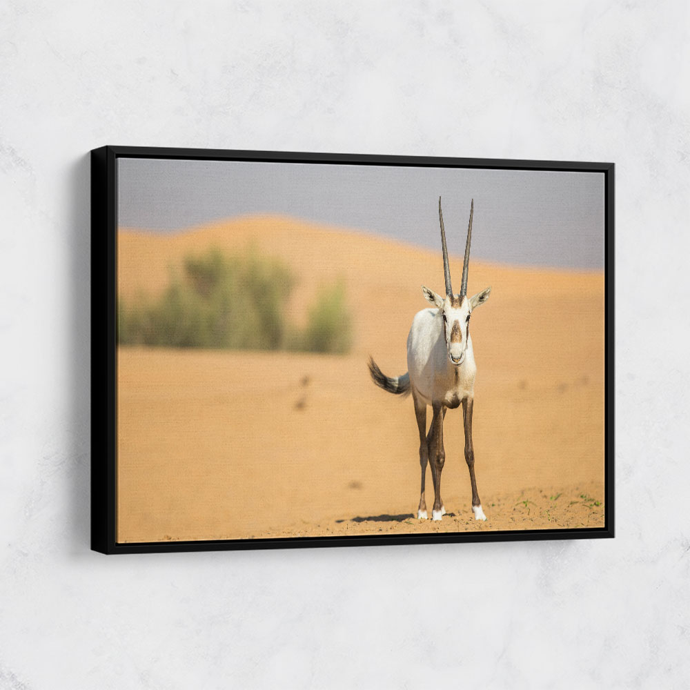 Arabian Oryx