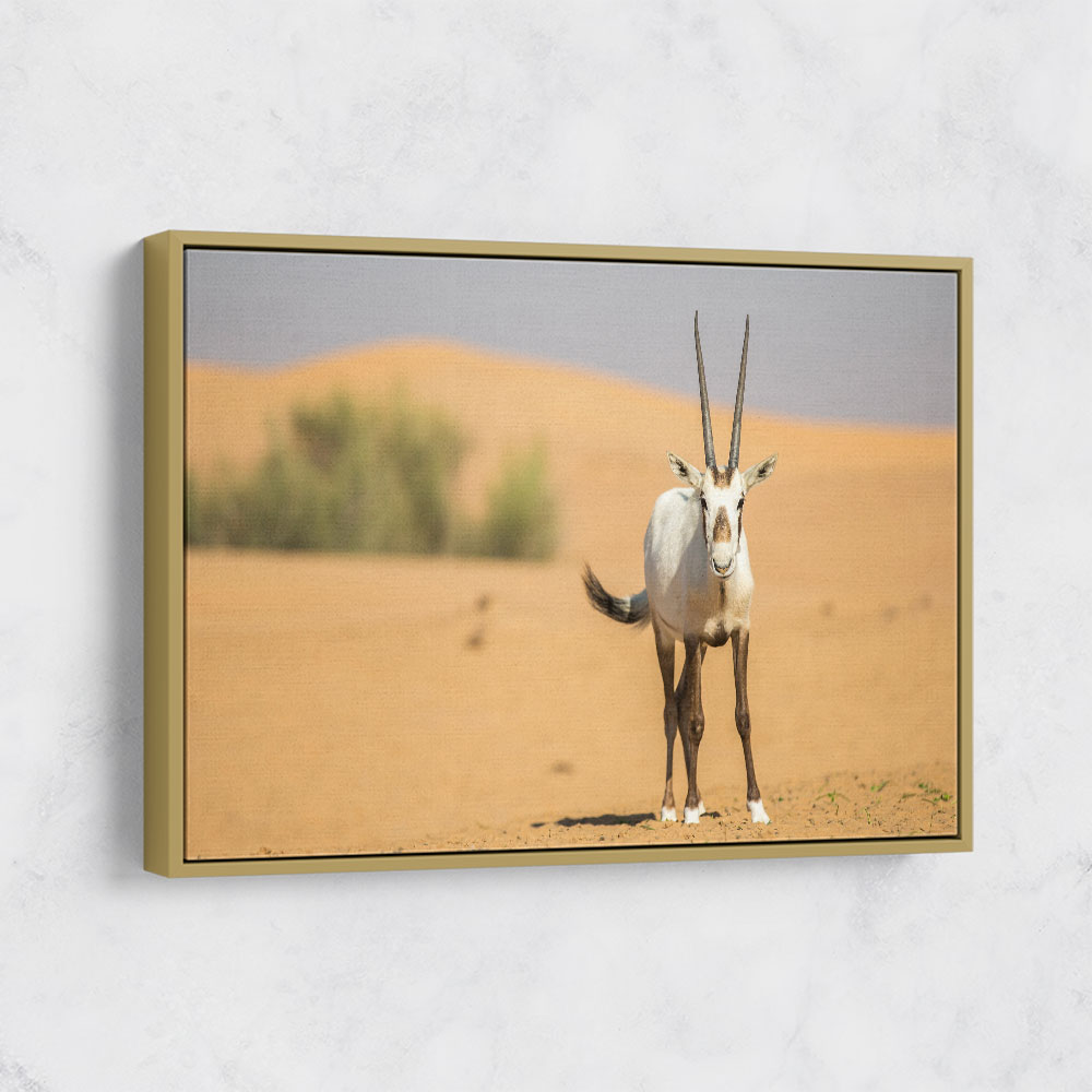 Arabian Oryx