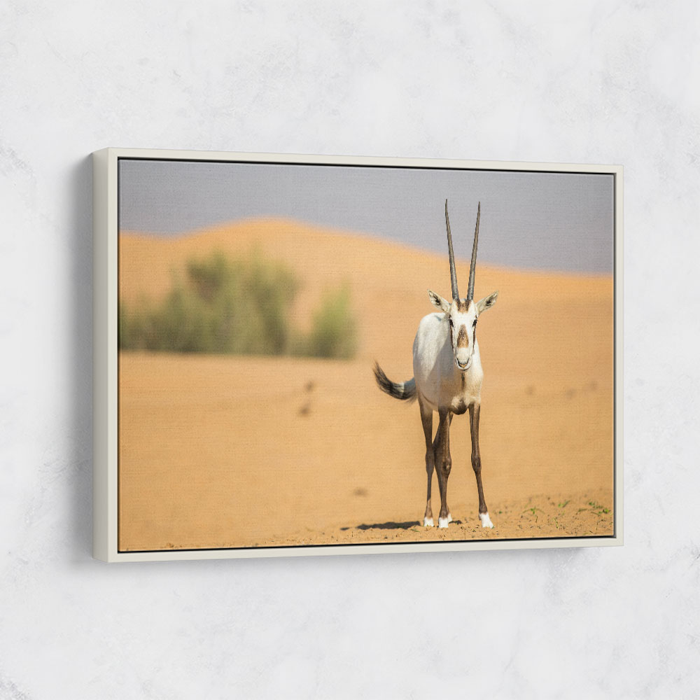 Arabian Oryx